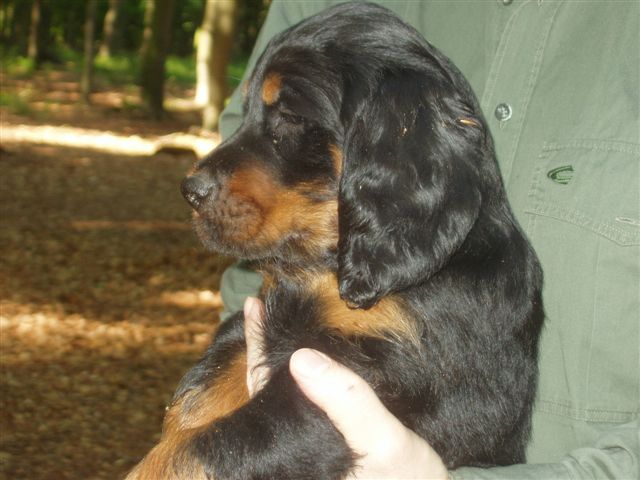 Alisha, Nr. 2