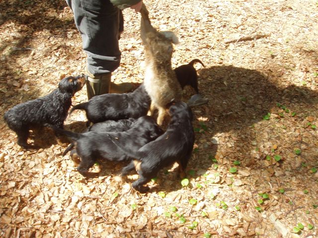 Gro�er Hase und kleine Gordons...