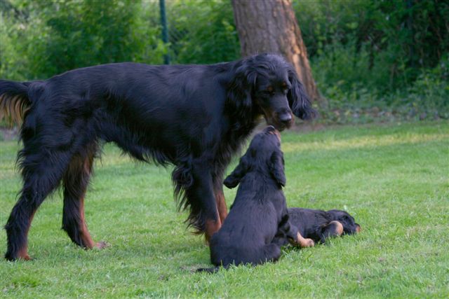 Jolie mit 2 ihrer Welpen