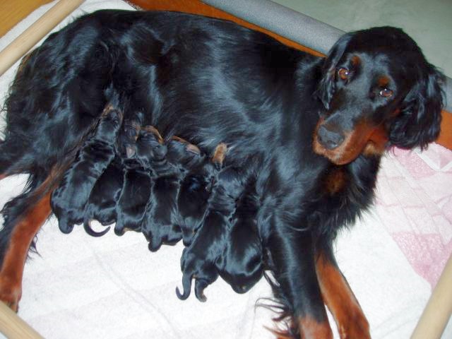 Jolie mit ihren Welpen