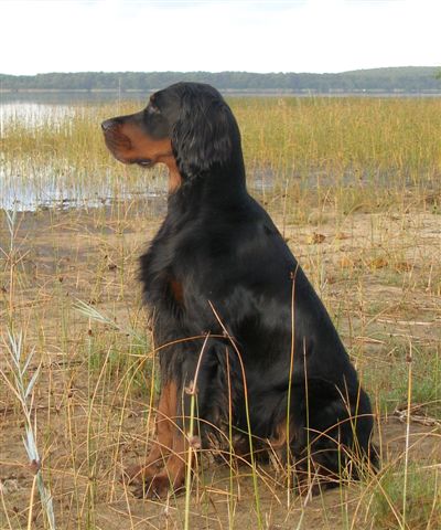 Merlin´s Jolie of Gordon