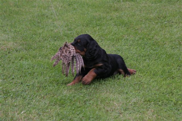 ...Fasanenschwinge gepackt.