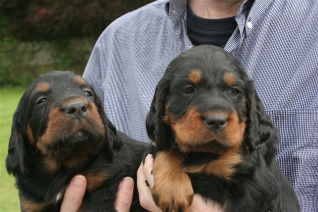 links H�ndin Nr. 5, rechts H�ndin Nr. 6
