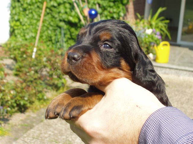 Welpe Nr. 3 (R�de)