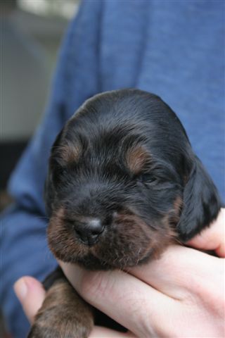 Welpe Nr. 2